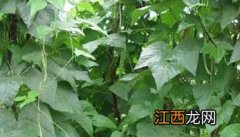 四季豆的种植－四季豆图片 四季豆植株图片