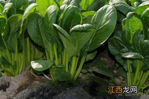 四季农事都有什么 一年四季的农事有什么