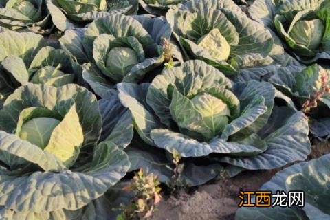 四季农事都有什么 一年四季的农事有什么