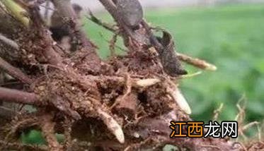 丹参根腐病的症状与预防方法，用什么药防治？