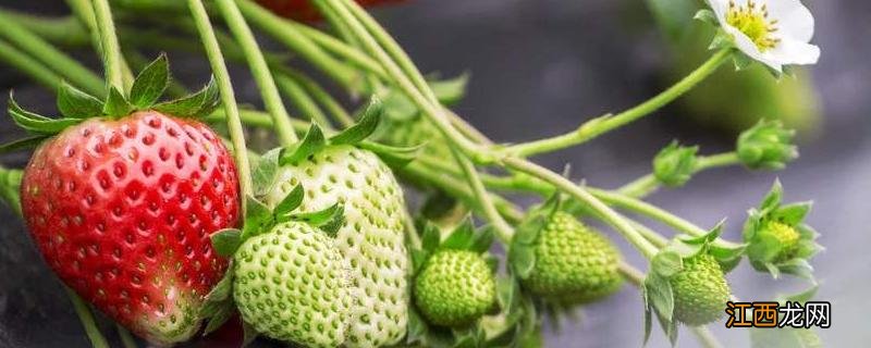 草莓断头病怎么防止,是什么原因引起的