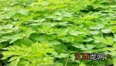 当归种植多久采收 当归种植时间和收获时间