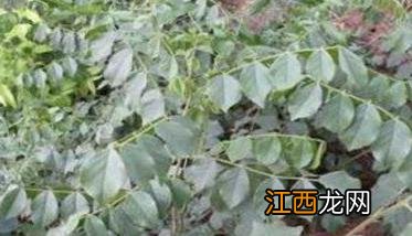 种植甘草怎么能够高产 甘草怎样种植技术