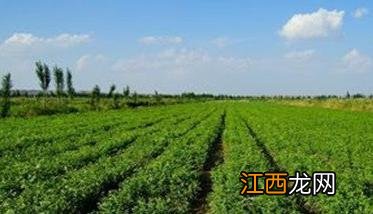 甘草栽培环境 甘草生长需要什么环境