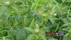 白术种植技术及亩收益9白术价格 白术种植技术要点及亩收益情况介绍