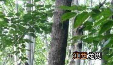 杜仲的采收方法有哪些 杜仲的采收方法