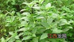 牛膝种植技术与栽培管理视频 牛膝种植方法与步骤