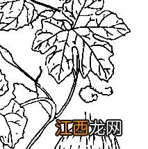 瓜蒌的种植方法和时间简笔画图片大全 瓜蒌的种植方法和时间