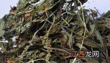 车前草泡水喝的功效和作用及禁忌 车前草泡水喝的功效