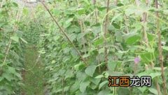 四季豆种植技术与管理方法 四季豆种植技术