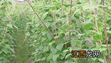 四季豆种植技术与管理方法 四季豆种植技术