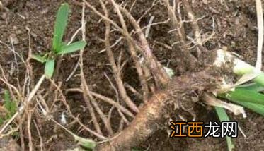 野生知母与种植知母的区别 知母的繁殖方法