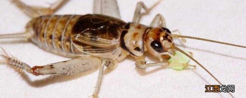 灶马蟋的危害,怎么能彻底清除 灶马蟋有什么益处