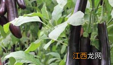 茄子可以生吃吗?为什么东北都吃 茄子可以生吃吗?