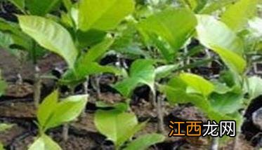 辛夷种子什么时间种植 辛夷种植技术与栽培管理方法