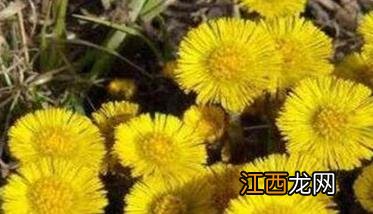 款冬花种植方法及其相关技术 款冬花的种植技术与销售价格