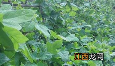 葛根是什么植物图片 葛根是什么植物