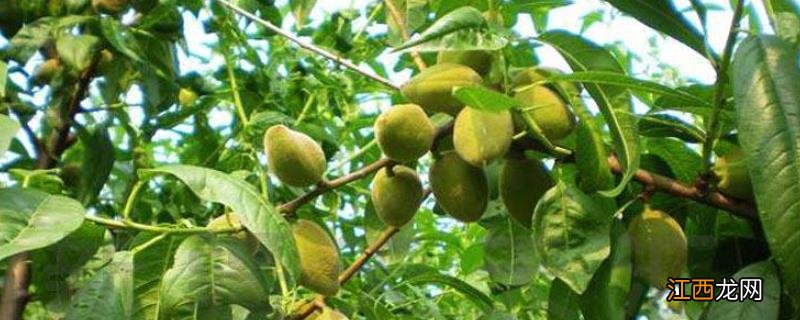 巴旦木亩产量一般多少斤,适合哪里种植