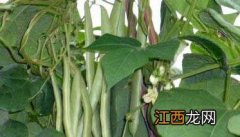 四季豆的种植方式 四季豆的种植条件