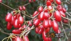 河南种植什么药材最赚钱 河南药材种植项目哪种最好