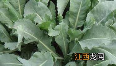 大青叶种植时间和方法图片 大青叶种植时间和方法