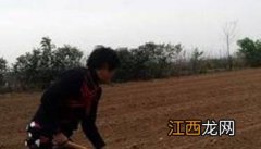 大青叶种植时间和方法图片 大青叶种植时间和方法