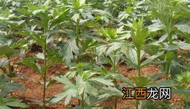 附子种植技术与栽培管理视频 附子的栽培方法