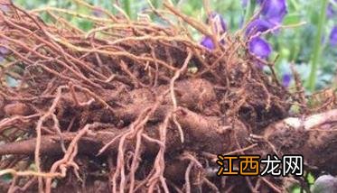 附子种植技术与栽培管理视频 附子的栽培方法