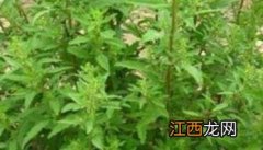 荆芥什么季节种植 荆芥什么季节种植最好