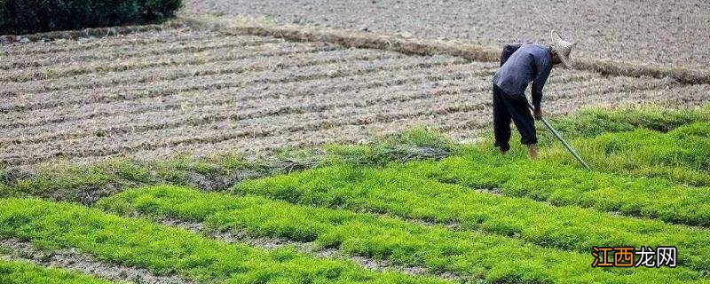 种菜最实用的肥料，是先下肥料还是先下种子