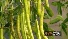 决明种植管理方法与步骤 决明栽培技术