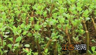 蔓荆子种植技术与栽培管理方法 蔓荆子的种植技术和效益