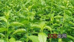 杜仲种植技术要点与具体种植步骤 杜仲种植技术要点与具体种植步骤图