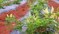 金银花栽植时间、栽植密度及方法 金银花栽植时间,栽植密度及方法图片