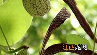 马兜铃栽培与种植技术与管理 马兜铃栽培与种植技术