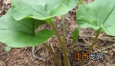 马兜铃栽培与种植技术与管理 马兜铃栽培与种植技术