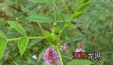 甘草种植方法与种植技术 甘草种植方法与种植技术