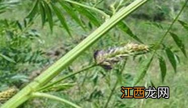 甘草种植方法与种植技术 甘草种植方法与种植技术