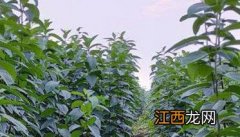 杜仲如何种植方法 杜仲如何种植