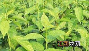 杜仲如何种植方法 杜仲如何种植