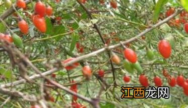 枸杞种植条件是什么 枸杞种植条件