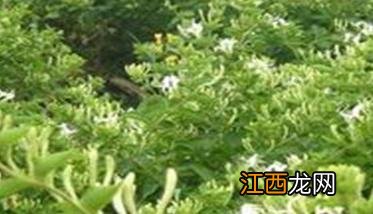 金银花管理与栽培须知 金银花管理与栽培须知怎么写