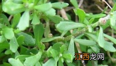 鹅不食草治过敏性鼻炎 鹅不食草治过敏性鼻炎的方法