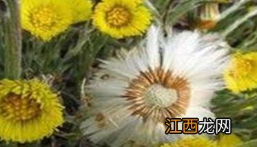 款冬花的土名叫什么 款冬花种植对土壤的要求