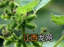 中药苍耳子的功效与作用及禁忌 中药苍耳子的功效与作用