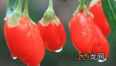 枸杞树种植应该注意事项 枸杞树种植方法