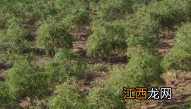 枸杞树种植应该注意事项 枸杞树种植方法