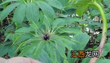 重楼的种植时间是时候 重楼的种植技术