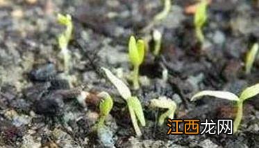 枸杞种子怎么种植视频 枸杞种子怎么种植