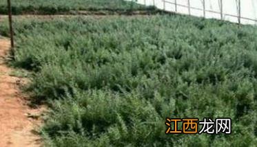 枸杞种子怎么种植视频 枸杞种子怎么种植